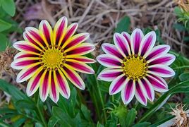 Image result for 10 Most Beautiful Flowers