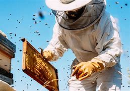 Image result for Honey Beekeeping