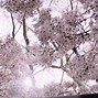 Image result for Plum Blossom Japan