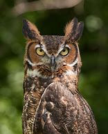 Image result for Mega Beon Owl