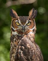 Image result for Great Horned Owl Eyes