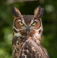 Image result for Great Horned Owl Maine