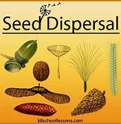 Image result for Seed Dispersal Plants