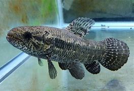 Image result for Hoplias Wolf Fish