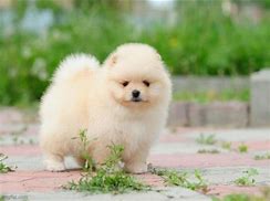 Image result for Fluffy Doggo