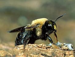 Image result for What Do Carpenter Bees Look Like