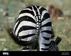 Image result for Zebra and Zebra with Tail of Fish