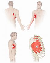 Image result for Serratus Back