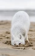 Image result for Tundra Biome Arctic Fox