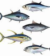 Image result for Tuna Breeds