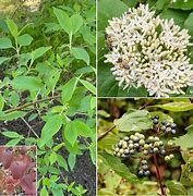 Image result for Cornus Amomum