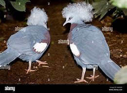 Image result for Chroma Pigeon