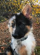 Image result for Mini Aussie Mix Puppies