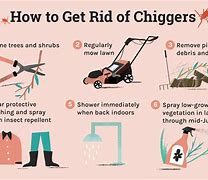 Image result for Chiggers On Patio