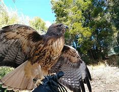 Image result for Red-tailed Hawk Talons