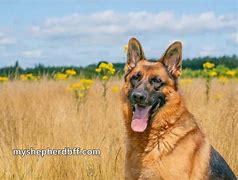 Image result for German Shephard Ear