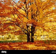 Image result for Sugar Maple Tree Winter