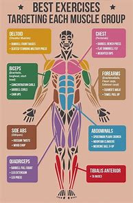 Image result for Different Parts of Body to Workout