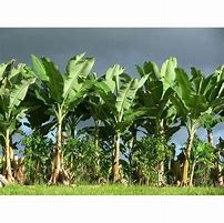 Image result for Banana Palm Tree Map