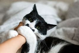 Image result for Cat Bite Cute