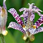 Image result for Rare Exotic Flowers Pink