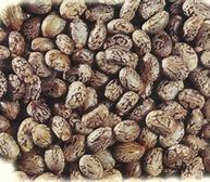 Image result for Ethiopian Castor Seeds