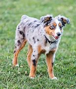 Image result for Shep American Dog