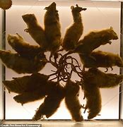 Image result for Rat King IRL