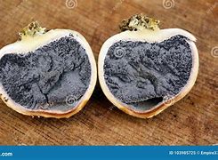 Image result for Scleroderma Fungus