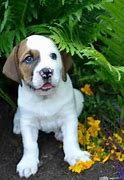 Image result for English Bulldog Basset Hound Mix