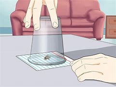 Image result for Catch a Fly