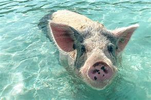 Image result for Olivia Pig Beach