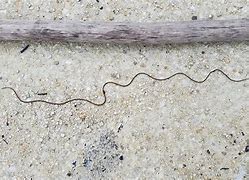 Image result for Horshoe Worms