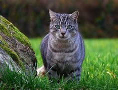 Image result for Black and Grey Tabby Cat