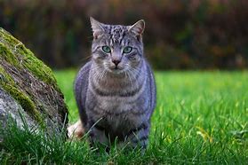 Image result for Dark Gray Tabby Cat