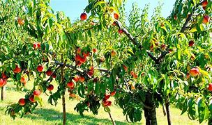 Image result for Peach Tree Plant