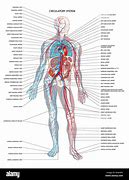 Image result for Circulatory System Labeled