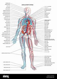 Image result for Body CAD Diagram