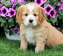 Image result for Basset Spaniel Mix