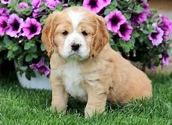 Image result for Basset Hound with English Cocker Spaniels