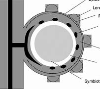 Image result for Soybean Nodule