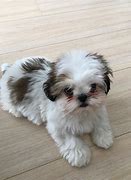 Image result for 12 Week Old Shih Tzu