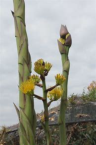 Image result for Agave Plant in Bloom