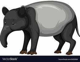 Image result for Tapir Vector