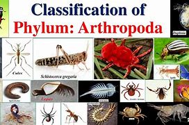 Image result for Arthropoda Phylum Tree