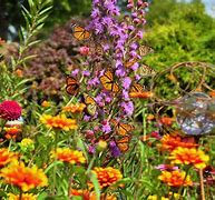 Image result for Butterflies Garden