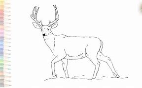 Image result for Mule Deer Stencil Drzw