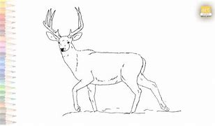 Image result for Mule Deer Stencil Drzw