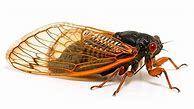 Image result for Insect Book by Fabre