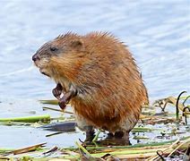 Image result for Arkansas Muskrat